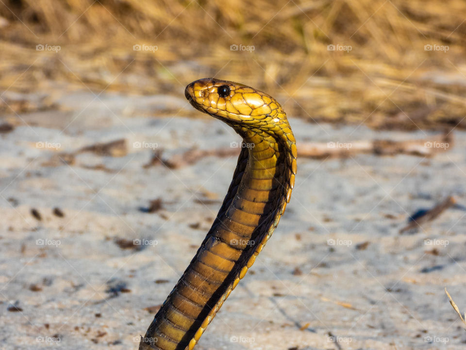 Cape Cobra (Naja nivea), a highly venomous snake (reptile).