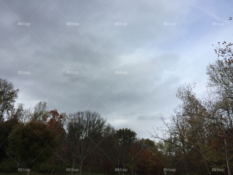 Tree, Landscape, No Person, Nature, Fog