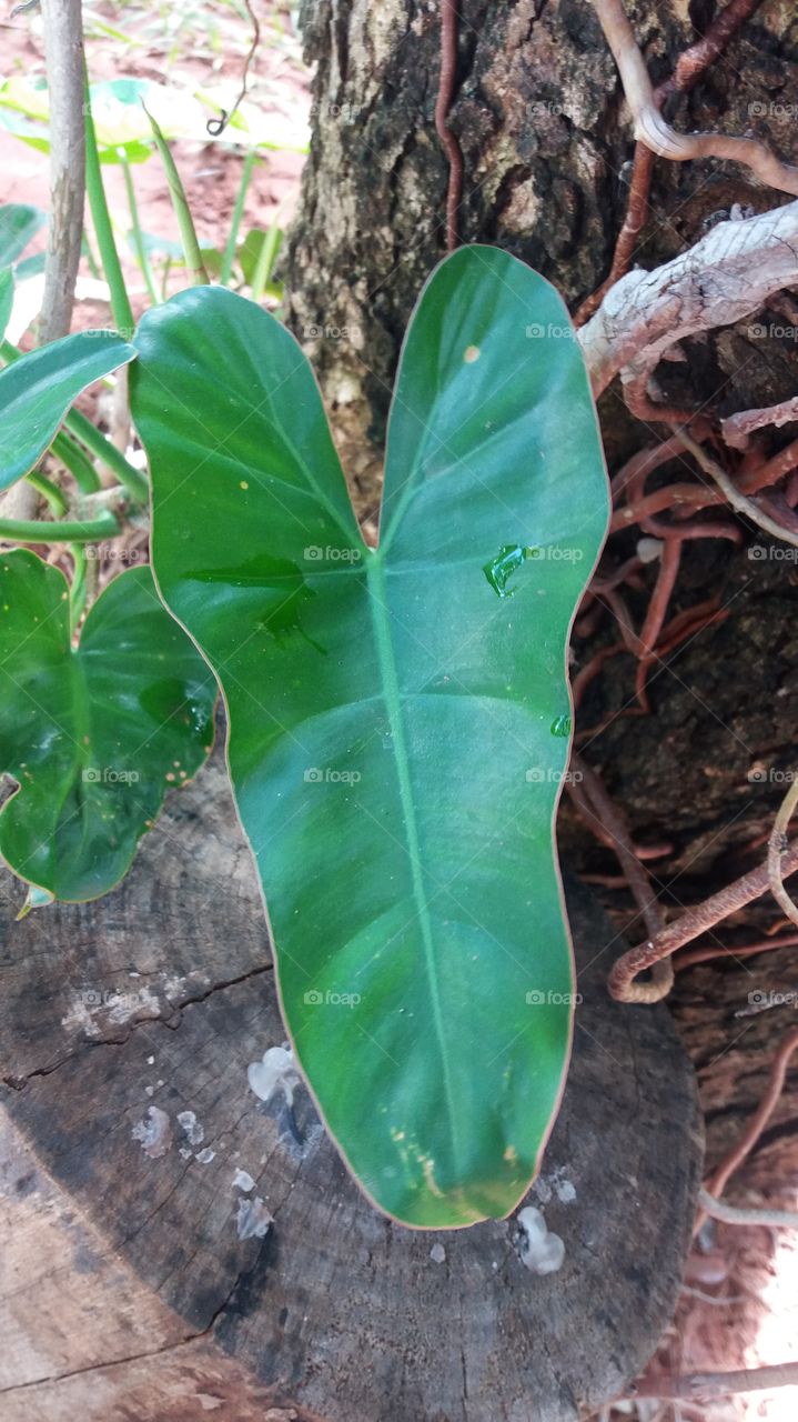 leaf