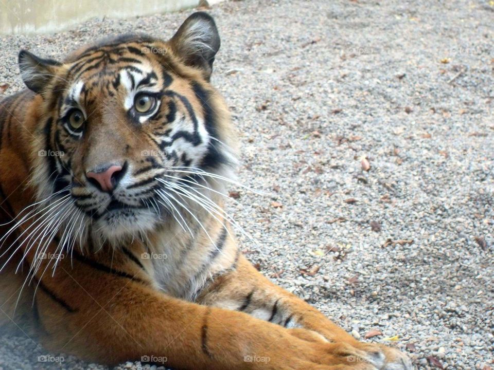 tiger