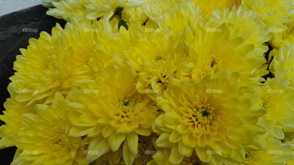 bright sunny yellow chrysanthemums bouquet
