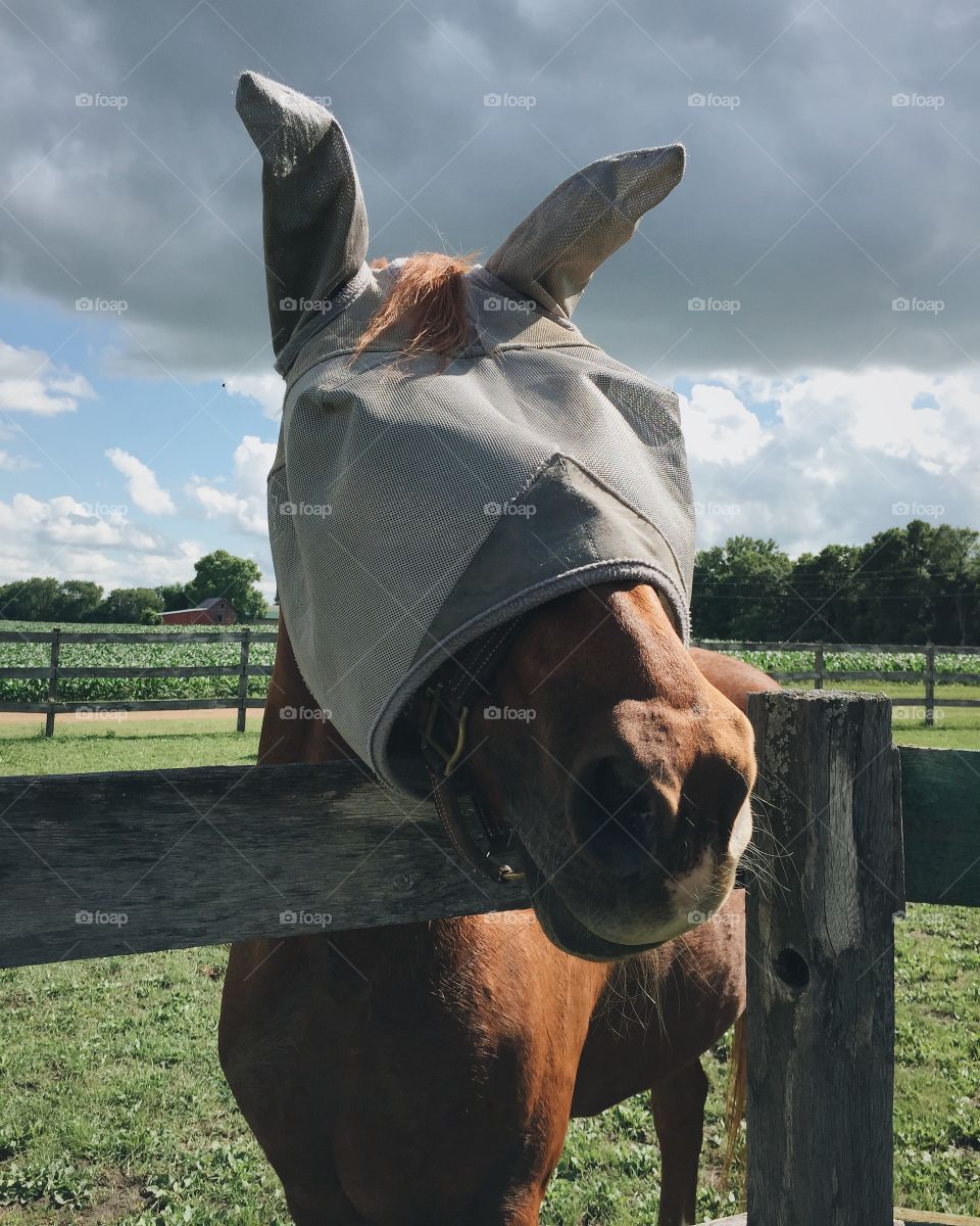 Horse with fly mask 