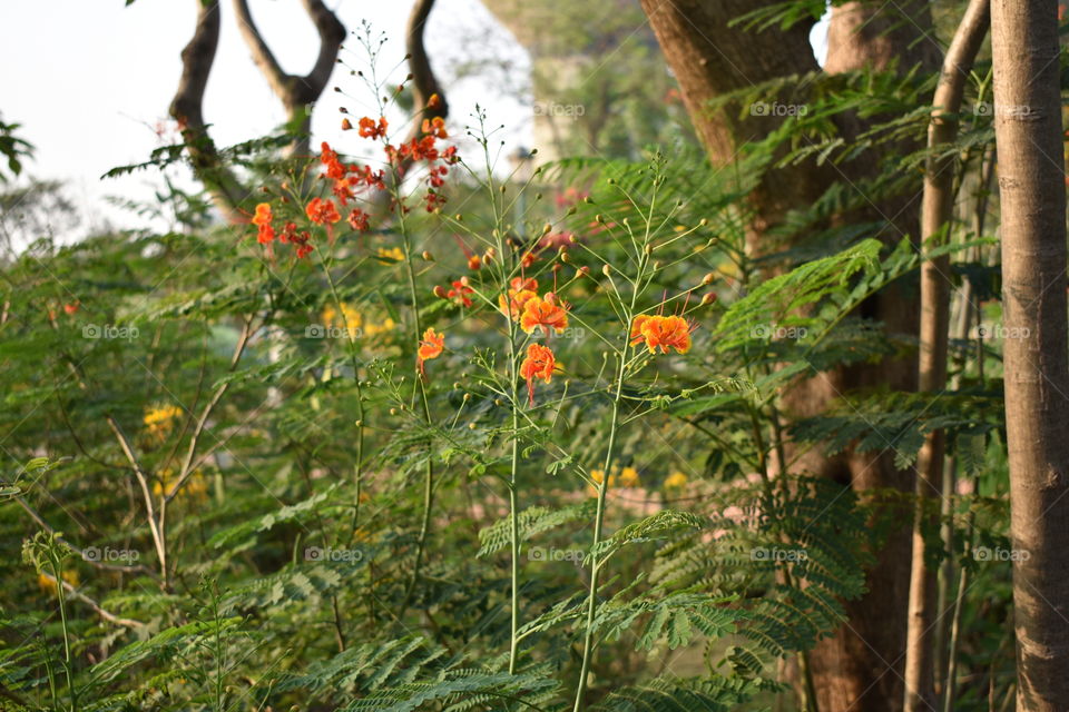 Pride of Barbados flower in Rock Garden Nerul India
