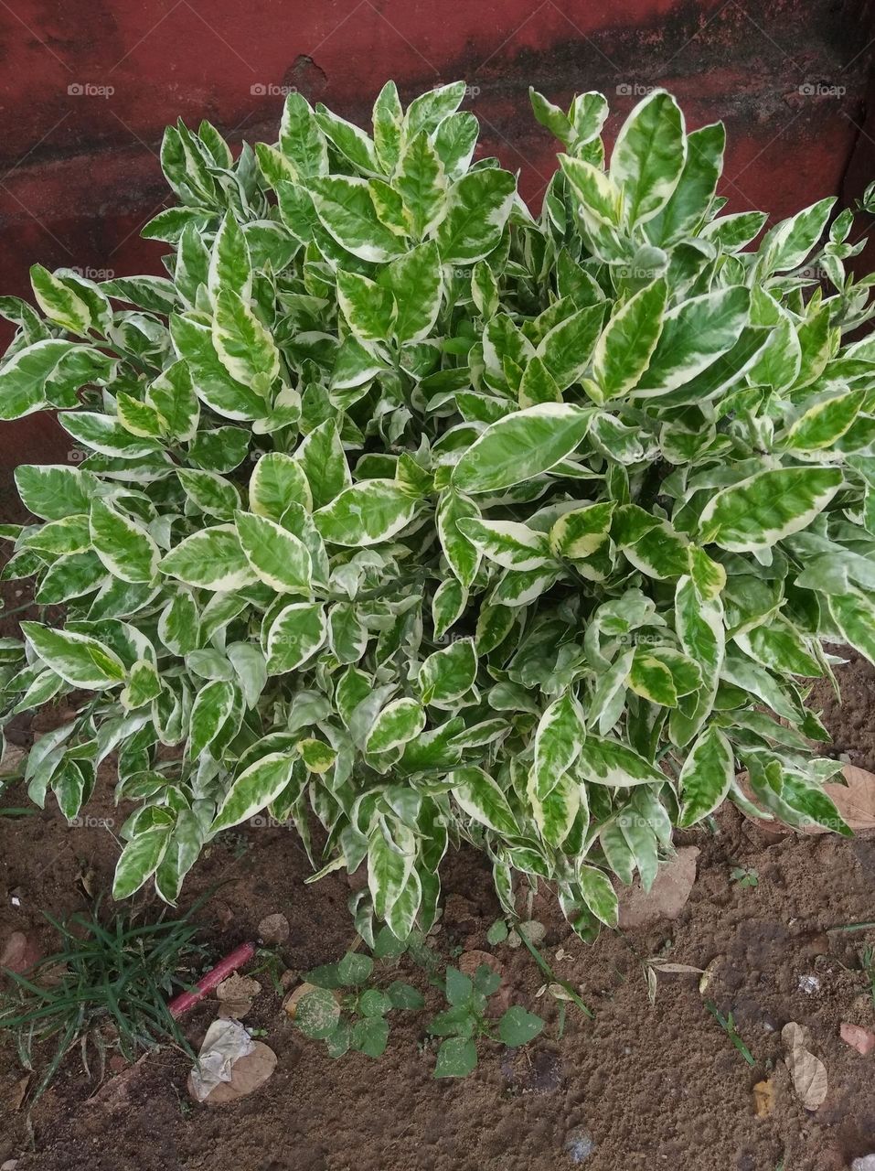 green shurb small size looks very beautiful generally found everywhere seasonal fresh