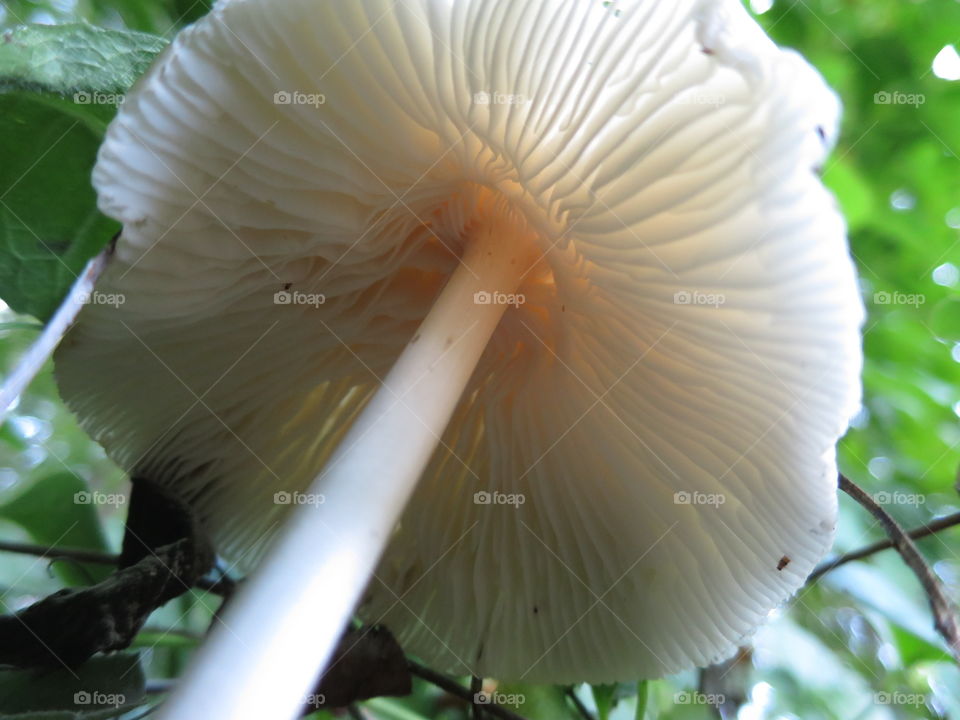 Fungus, Nature, Mushroom, Tree, Flora
