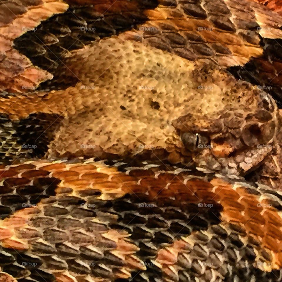 Rattlesnake 
