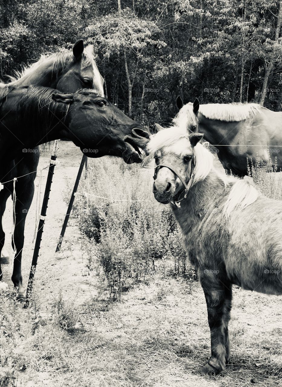 Black and white photo of ‘The Bully’ horse found in the woods of South Georgia. 