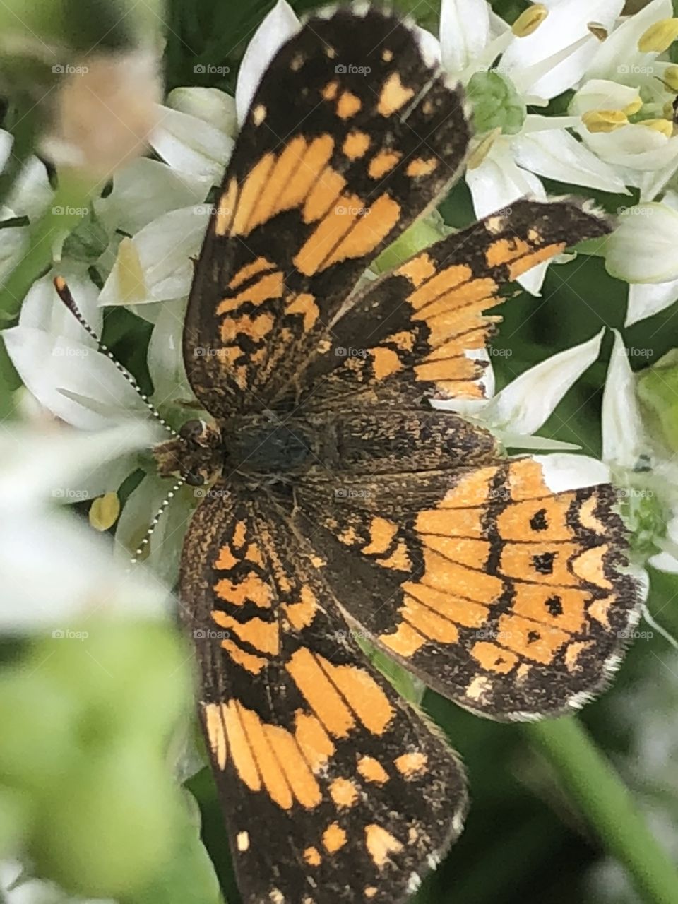 A broken winged butterfly .  Maybe a bird ripped it but it still was able to fly