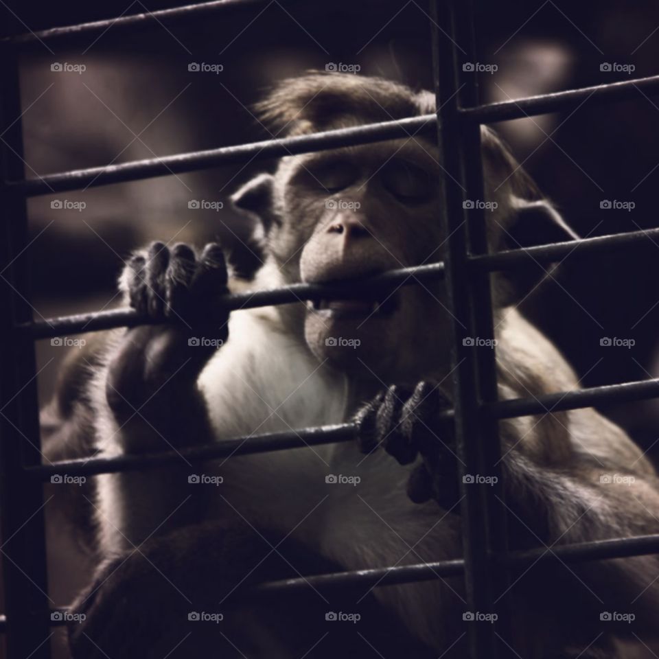 they can not speak how they feel in Cage