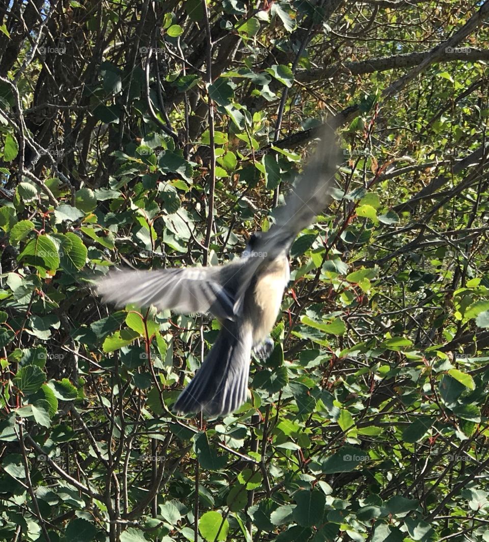 Bird, Wildlife, Nature, Heron, Feather