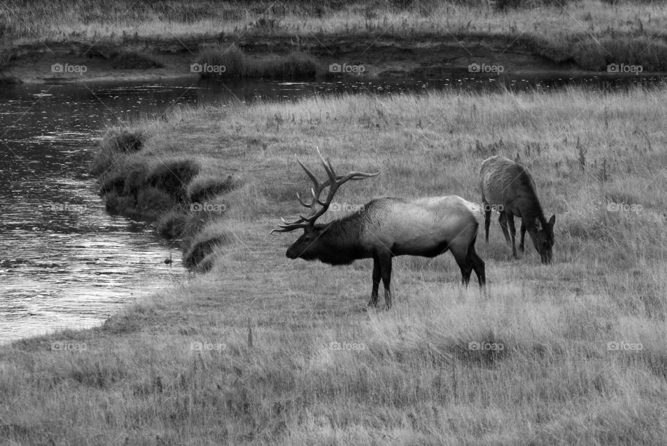 A majestic male elk in a field looking towards the stream!