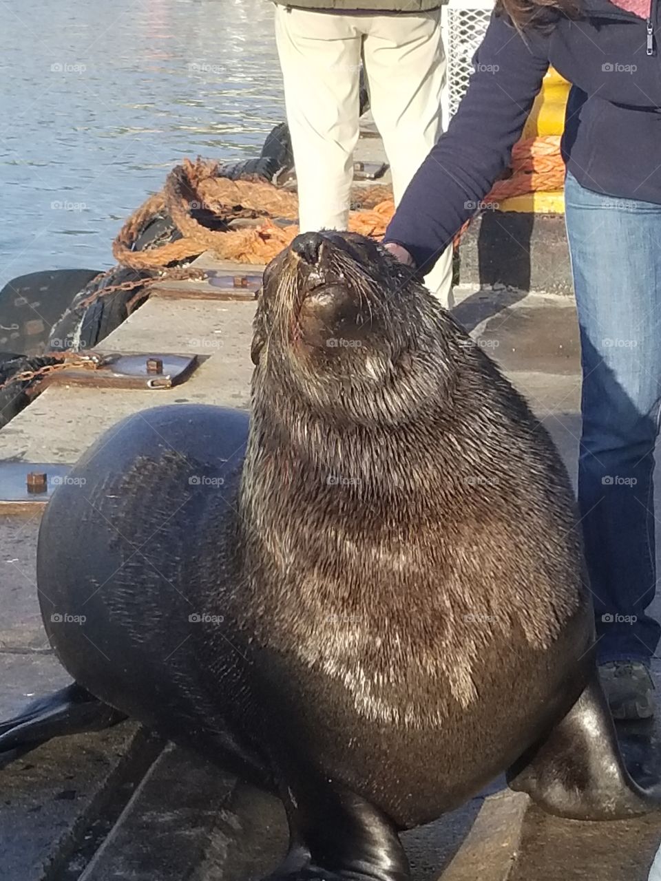Papi the seal waits for fish