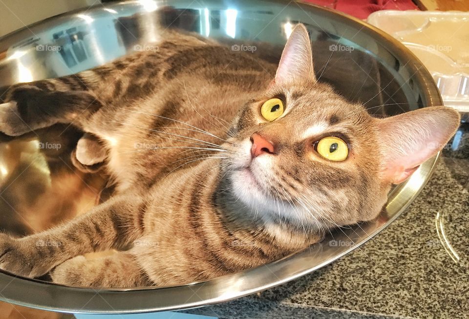 Cat in a bowl