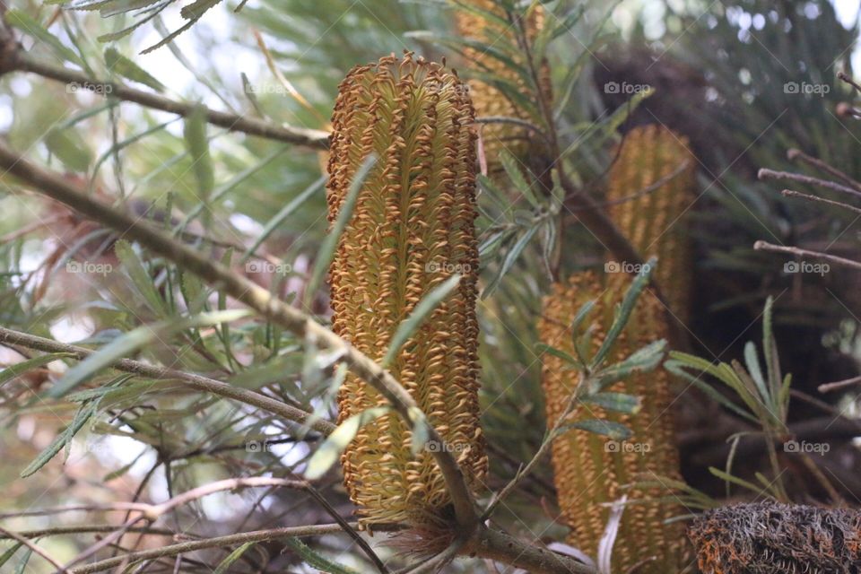 corn on the cob looking plant 