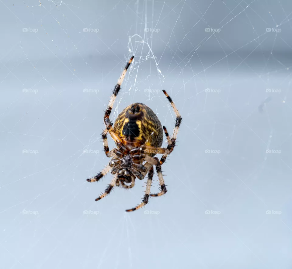 Spider 