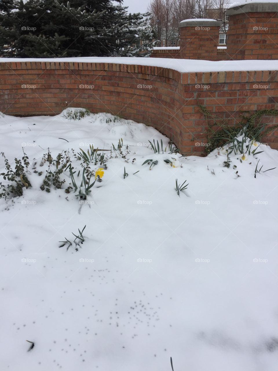 Daffodils in the snow