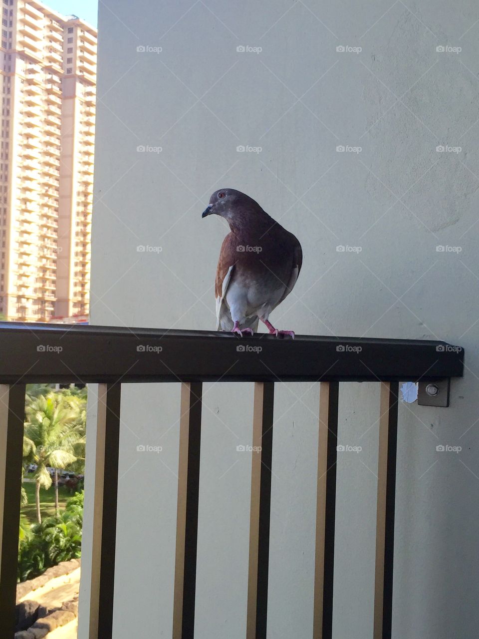 Bird, No Person, Daylight, Window, One