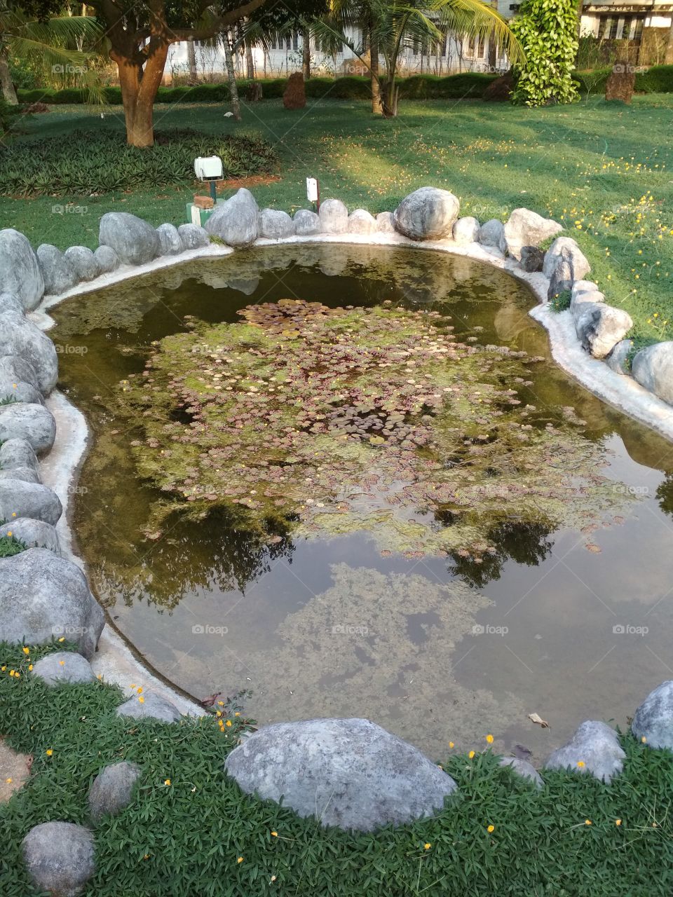 pond