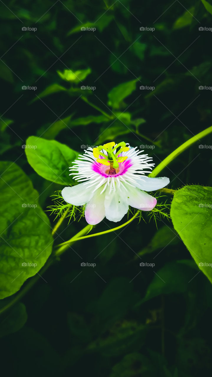 beautifull flower in garden