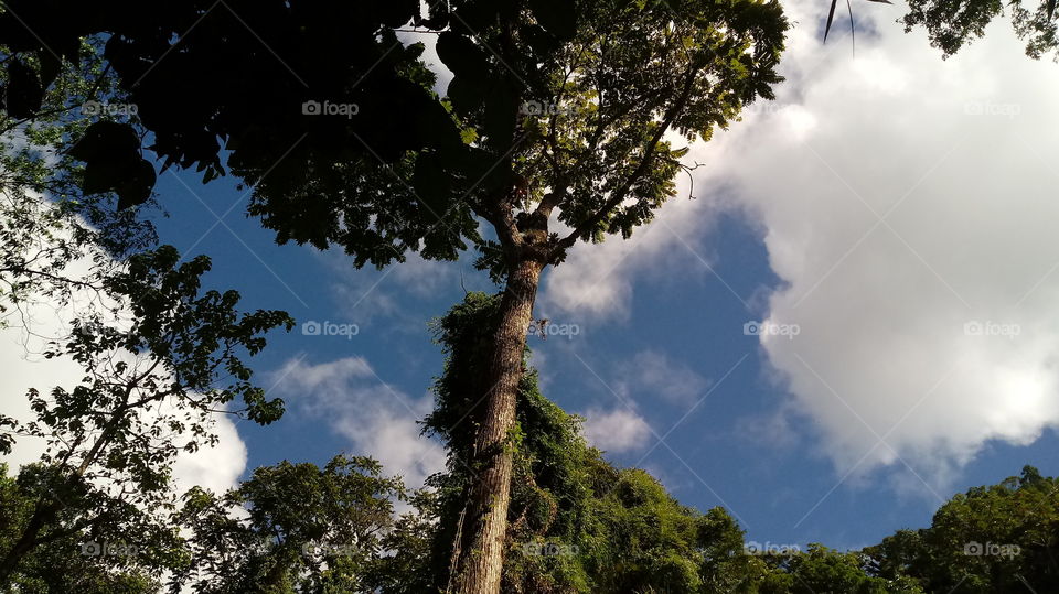 Céu Azul Nuvens Árvore