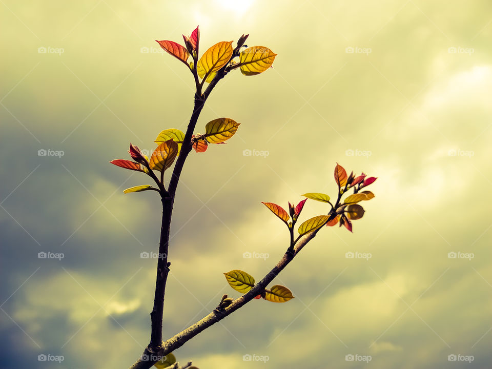 Closeup Shot Of A Tree Branch With Young Leaves And The Cloudy Sky In The Background