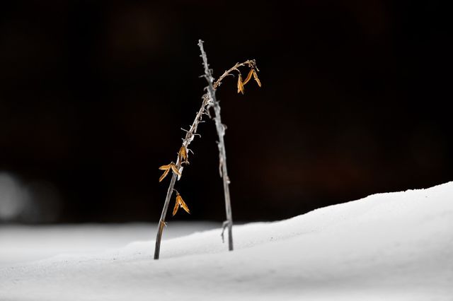 Winter Interest