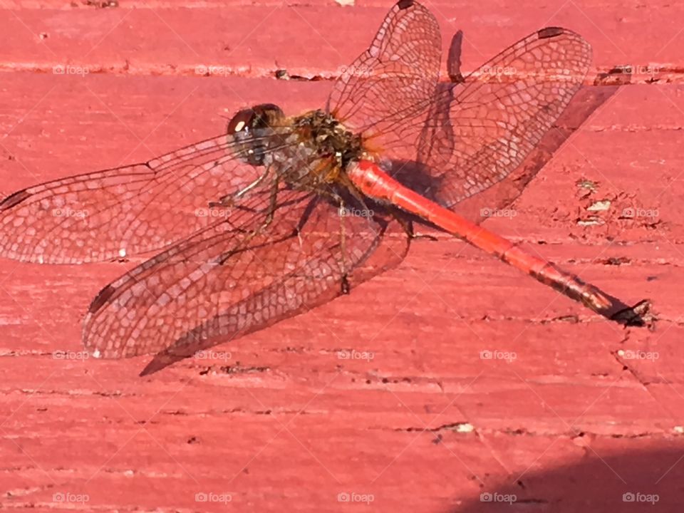 Dragon fly by a pond