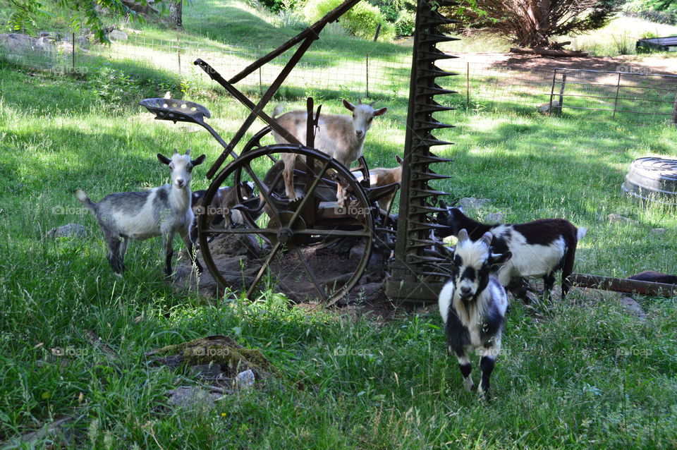 goats on old farm equipment