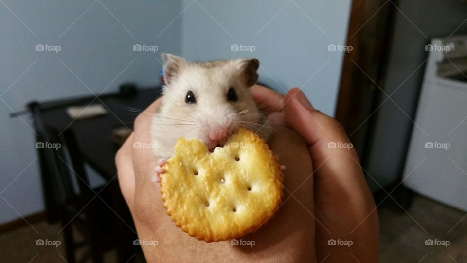 don't touch the cracker