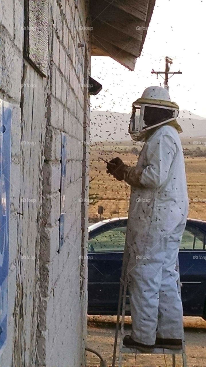 beekeeping. saving a swarm