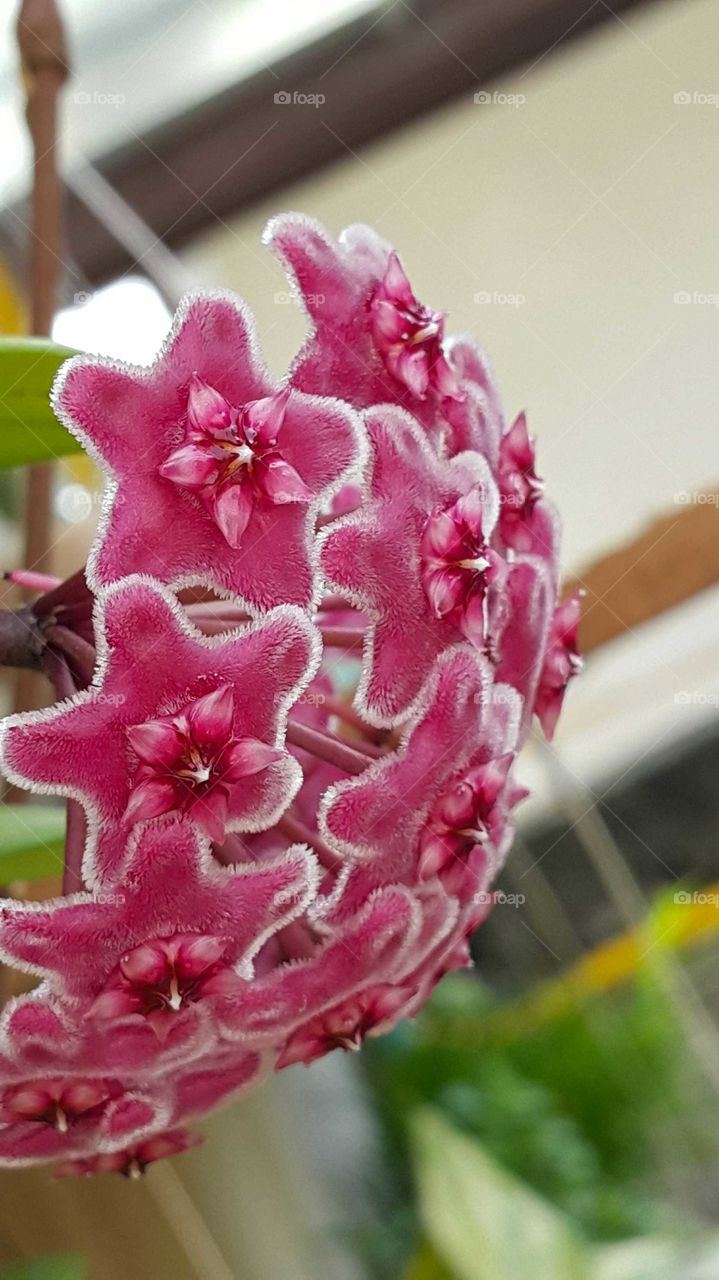 hoya orchid reddish-pink