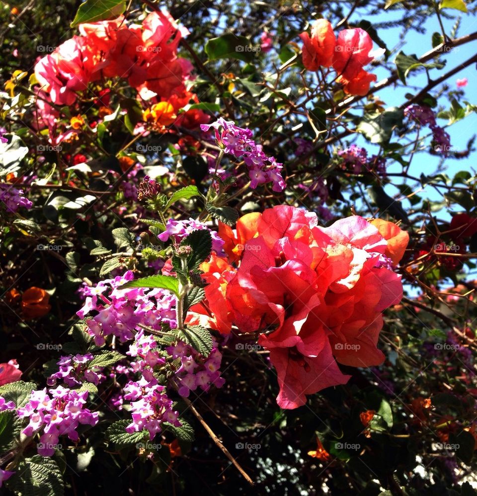 Bougainvillea in all it's glory. 