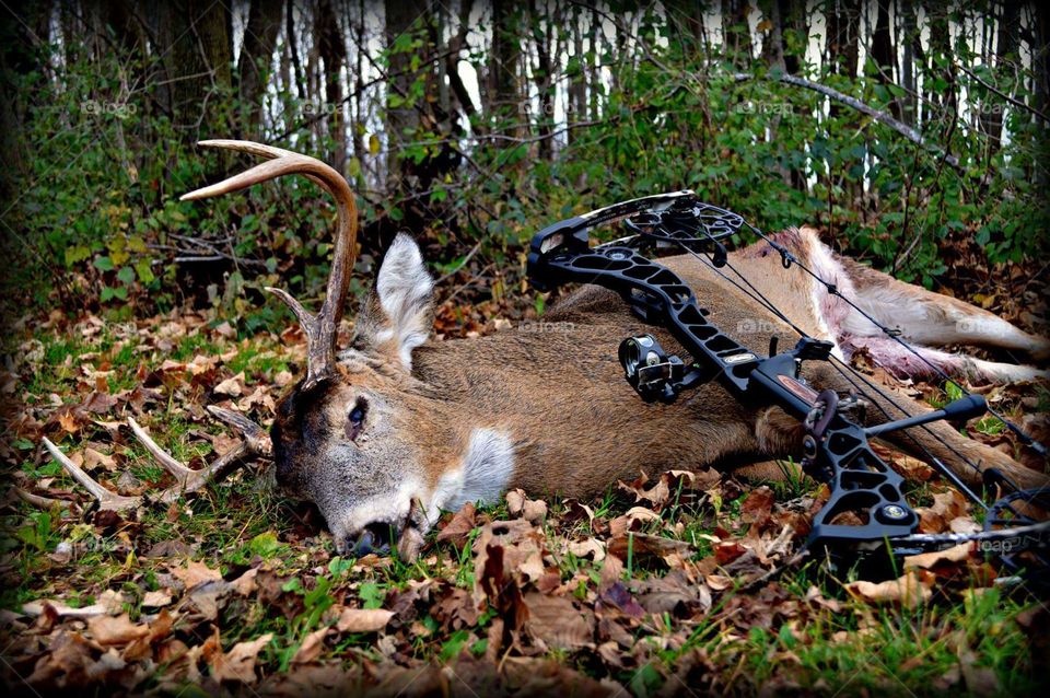 trophy bucks and the beauty of nature is what makes hunting the world's best sport