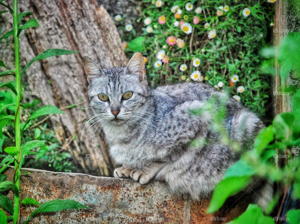 Speckled Cat gazing 