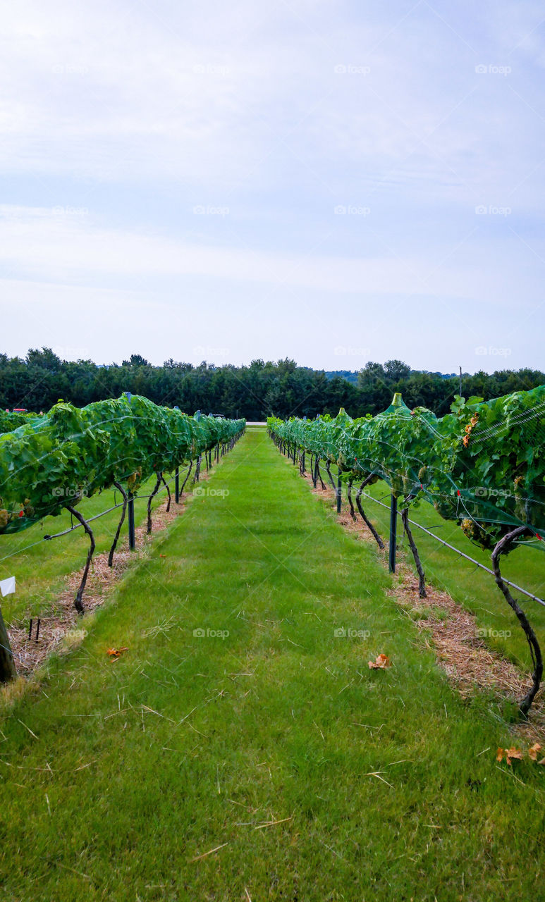 The Grape Vineyard at the Local Winery Right Before Harvest