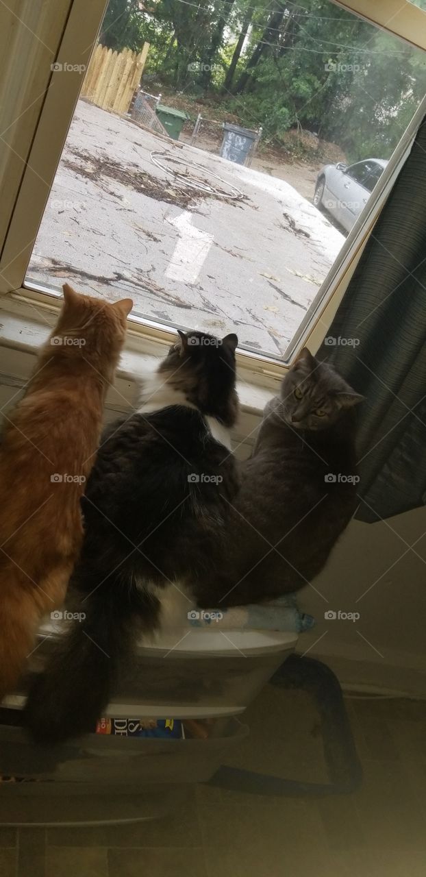 3 cats Bird watching