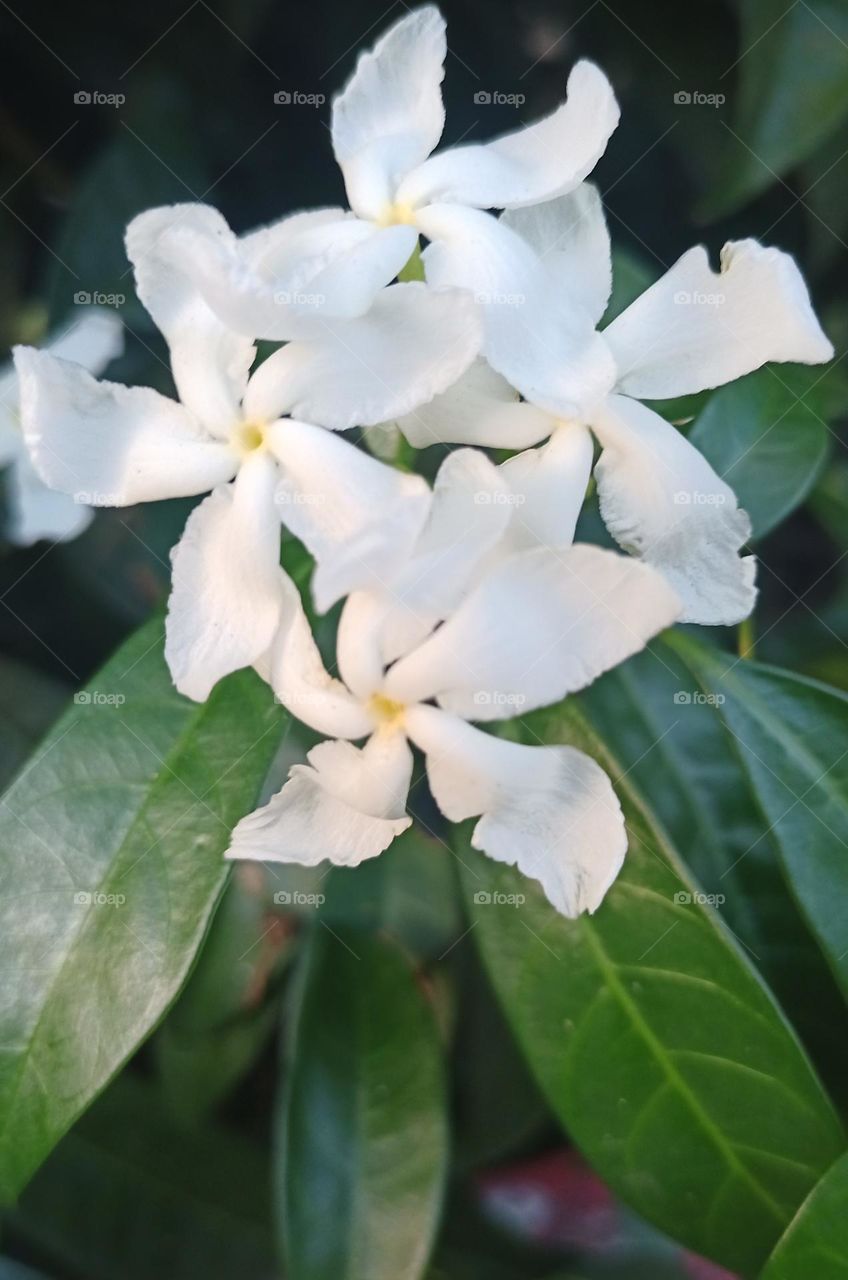 Planta con flores blancas.  Refleja serenidad y belleza.