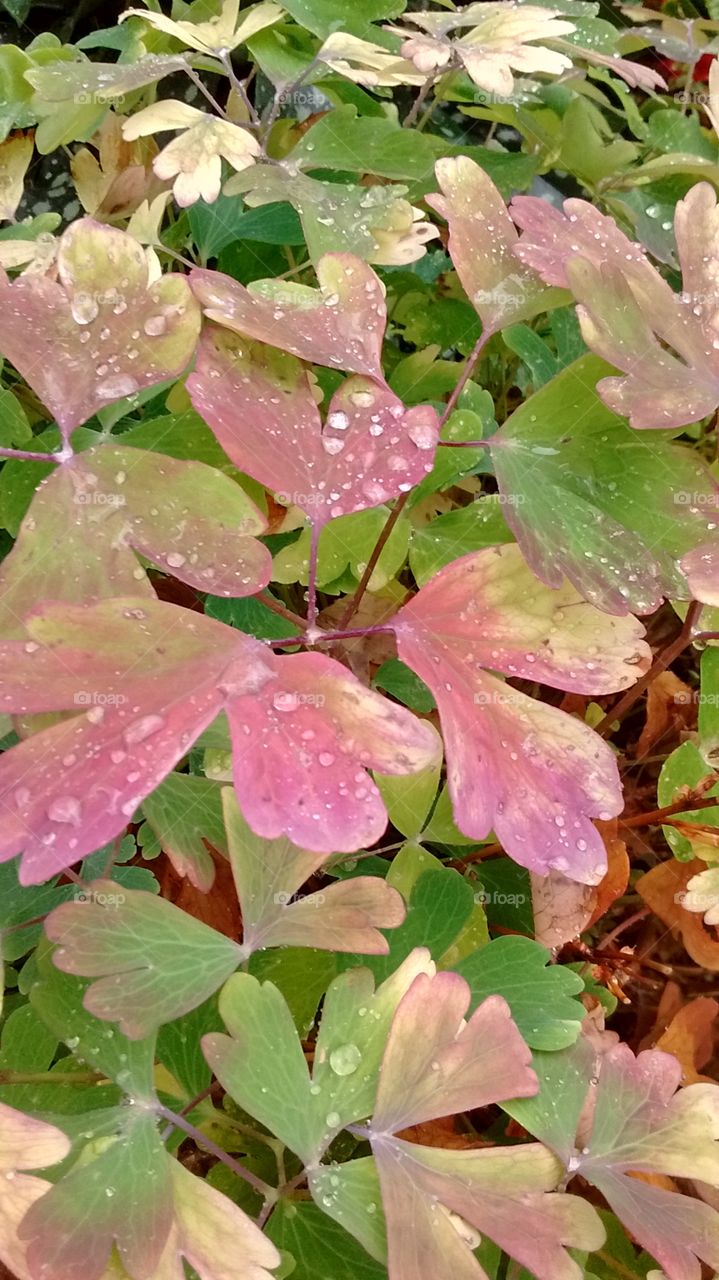 Fall raindrops