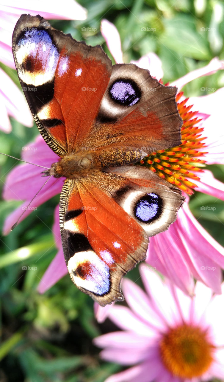 Butterfly on a flower