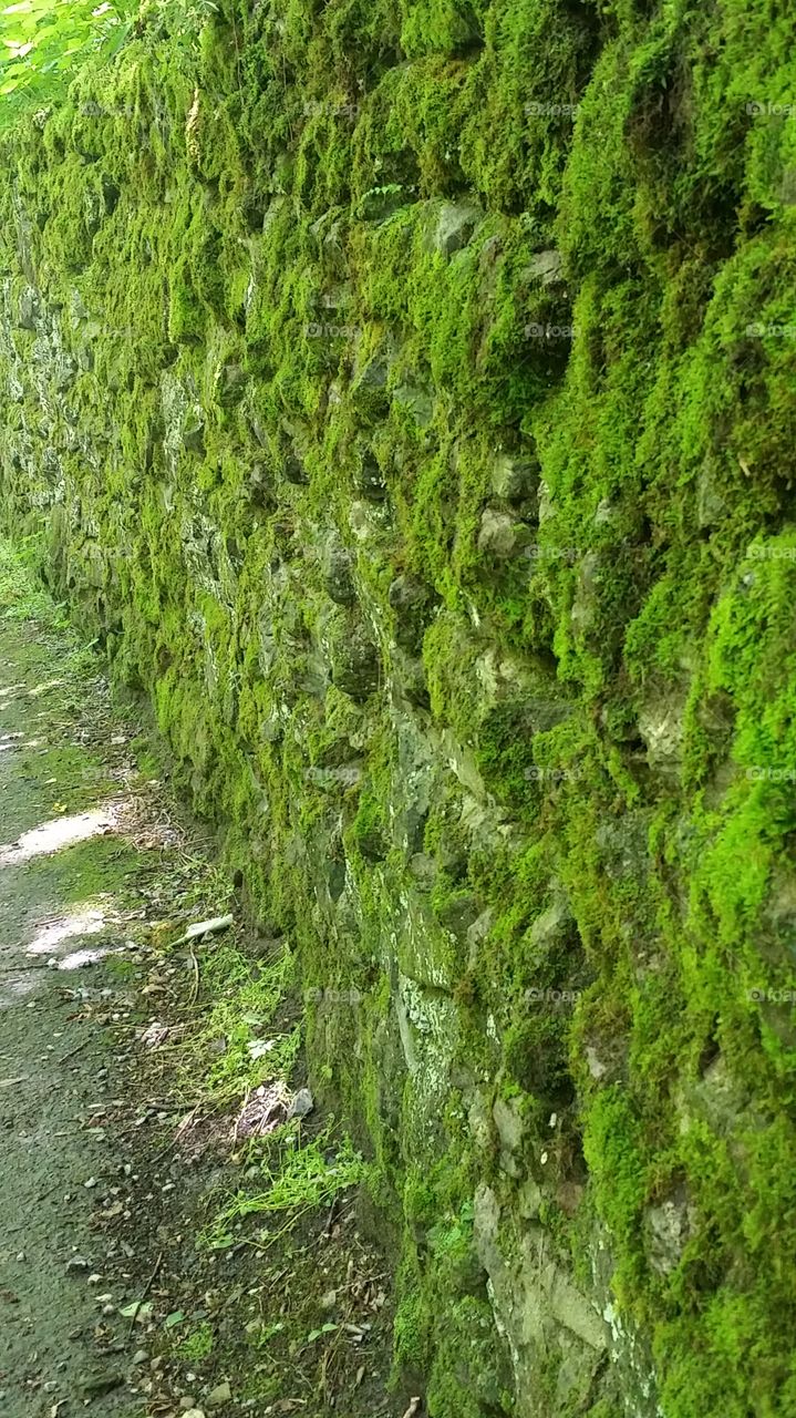 mossy green wall