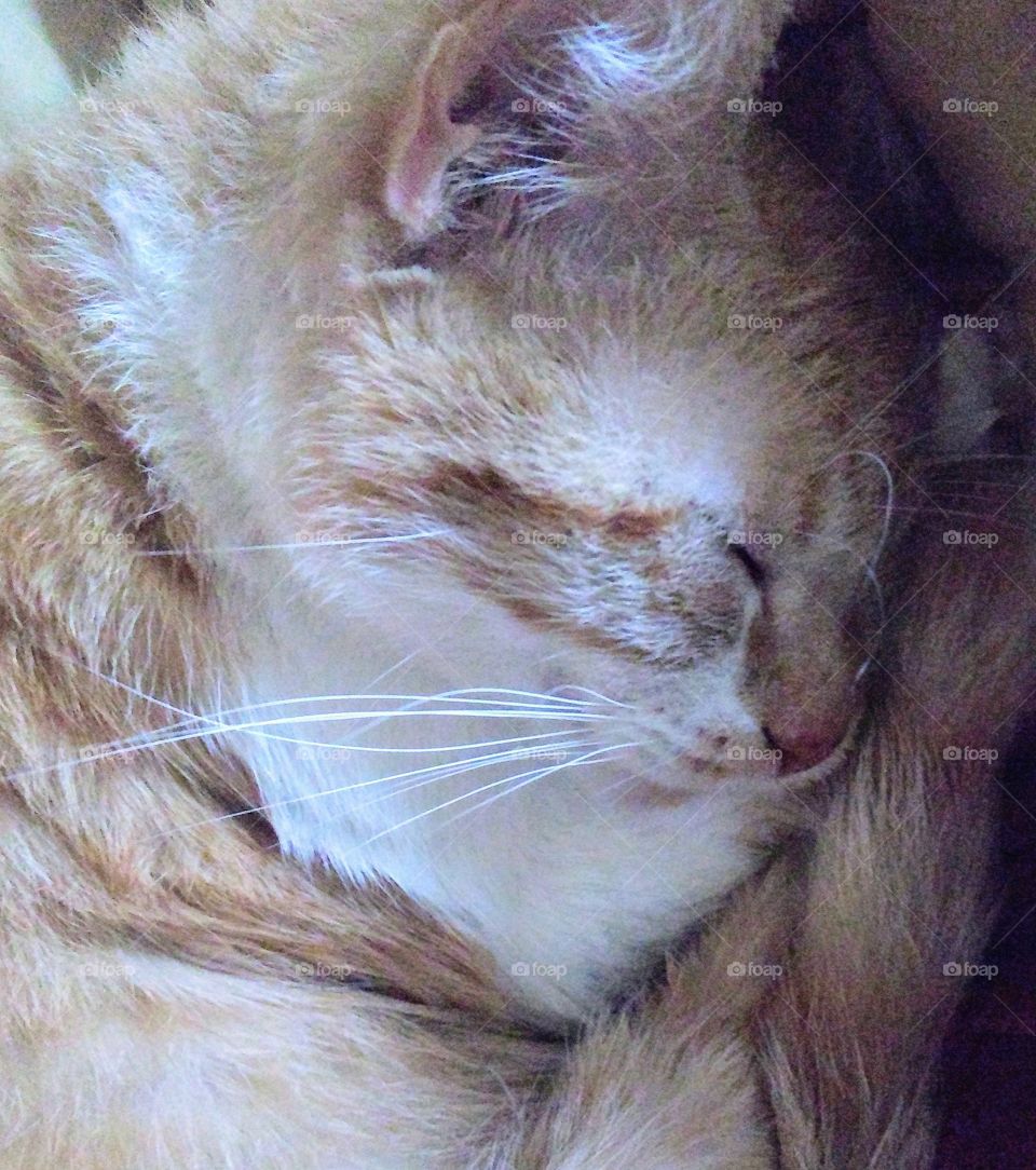 Napping Kitty