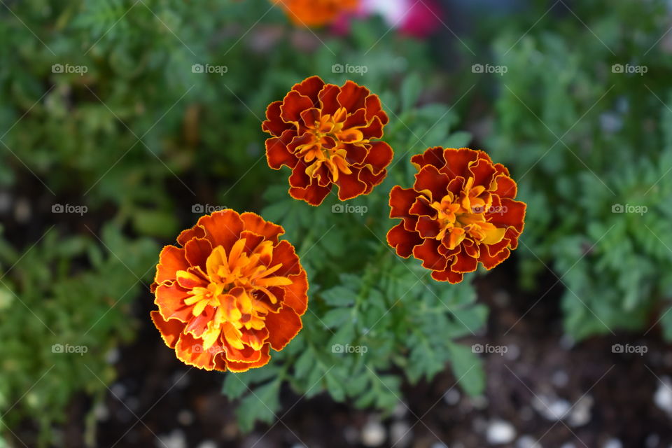 Marigolds
