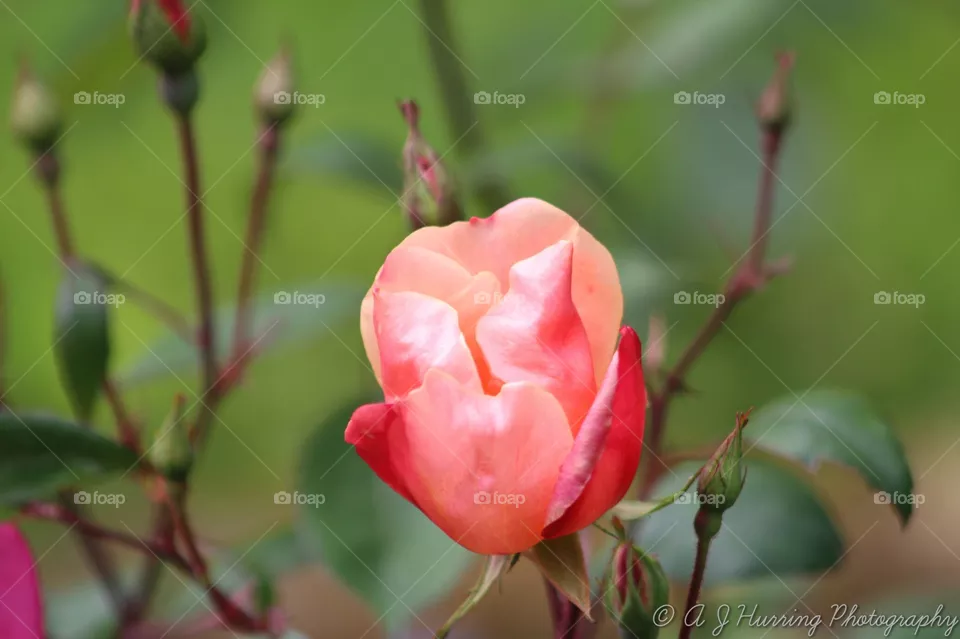 flower