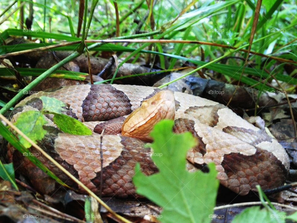 Coiled Copperhead 