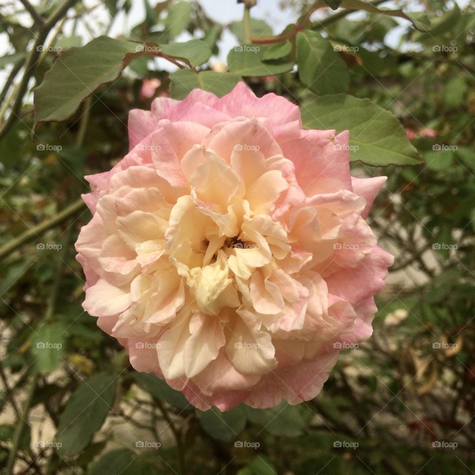 🌹 🇺🇸 Very beautiful flowers to brighten our day.  Live nature and its beauty. Did you like the delicate petals? / 🇧🇷 Flores muito bonitas para alegrar nosso dia. Viva a natureza e sua beleza. Gostaram das pétalas delicadas? 