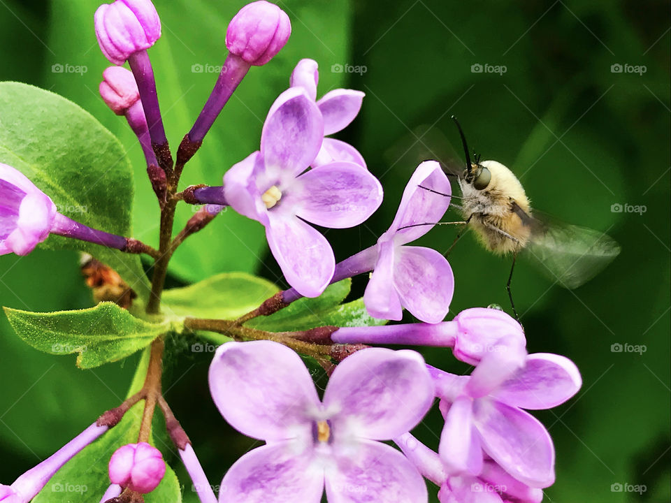Spring lilac flowers after the rain 