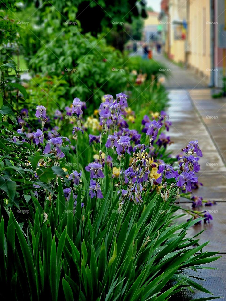 urban flowers