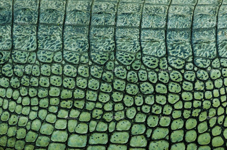 Green Patterns on the back on Snouted crocodile.