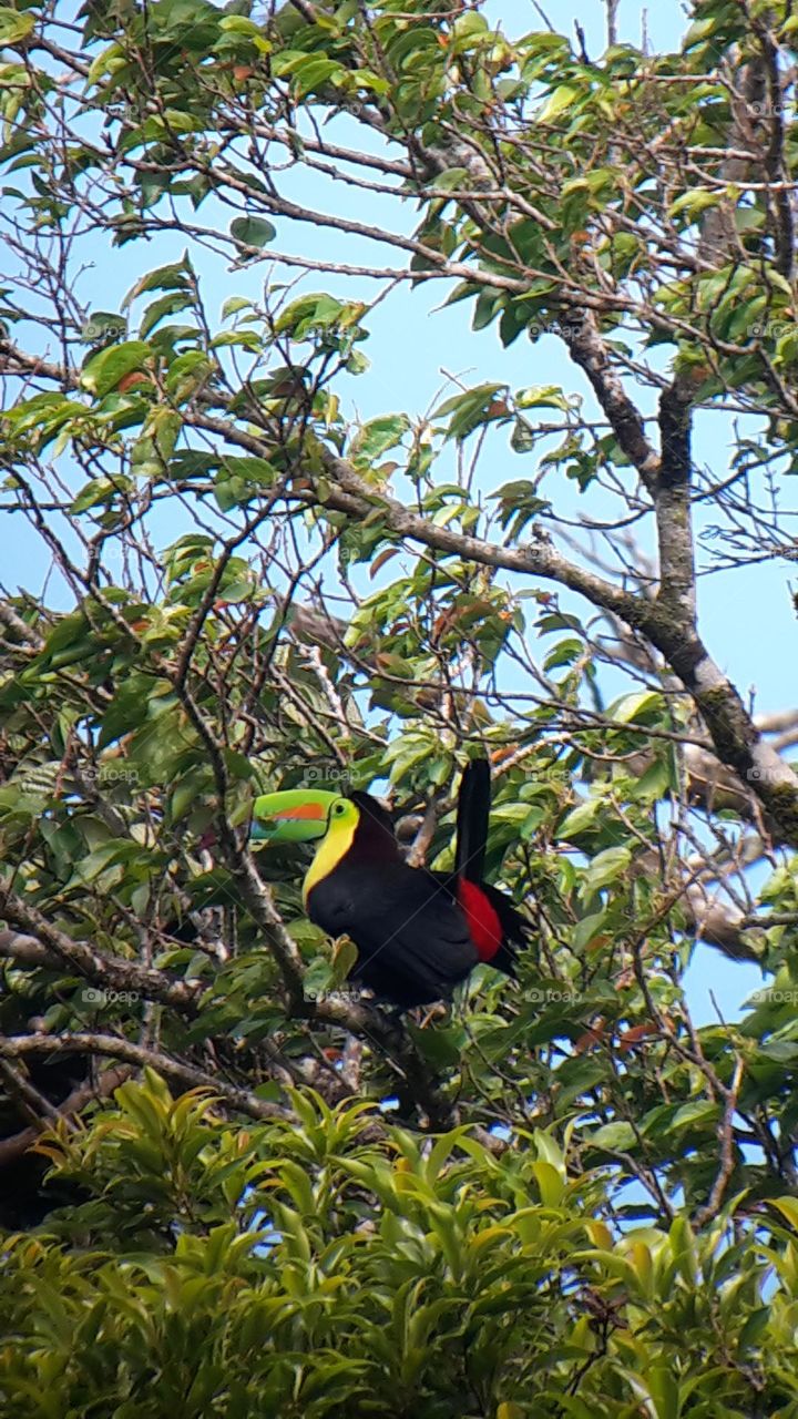 Toucan