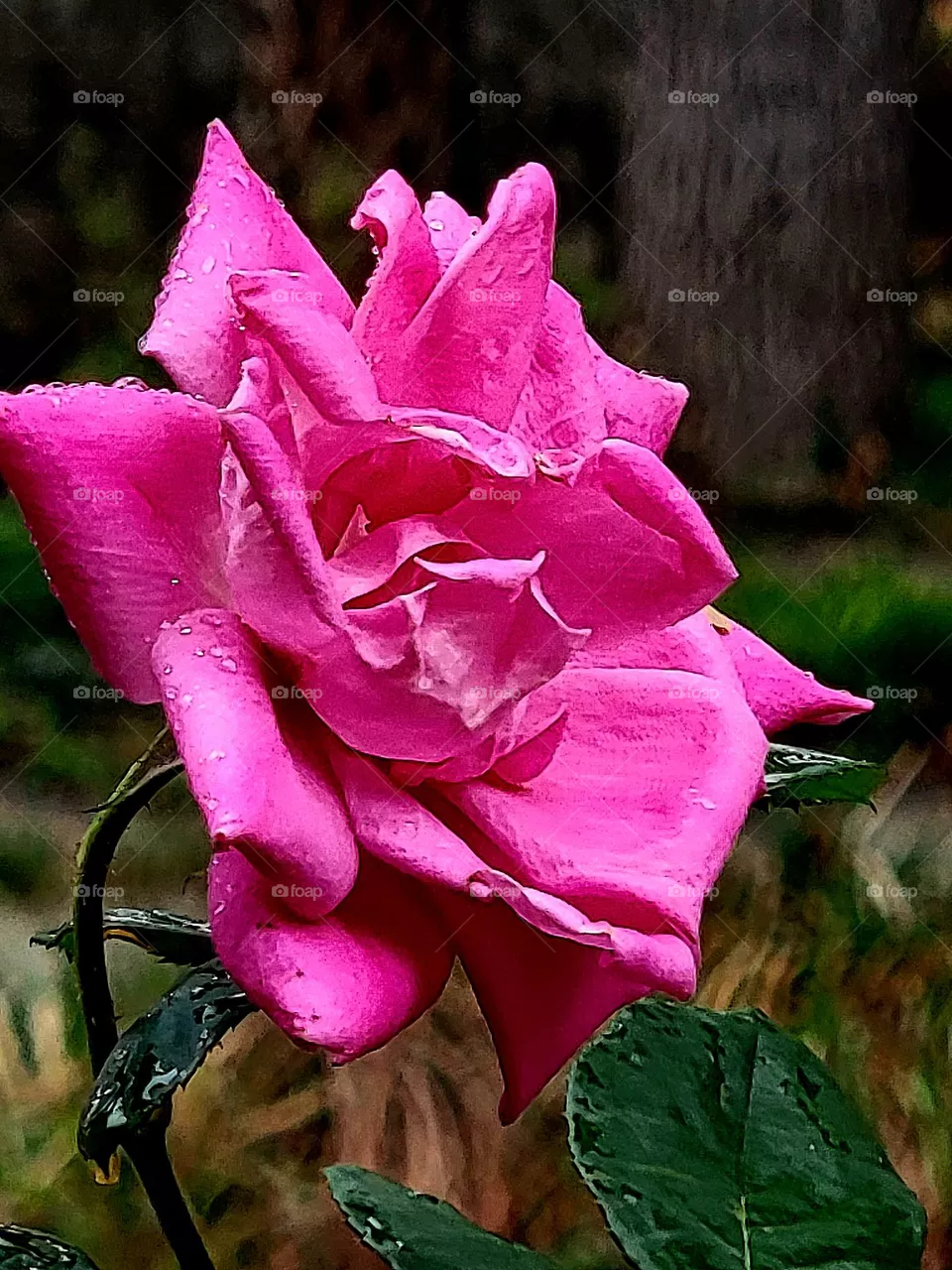 Beautiful Rose 🌹